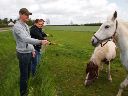 en hest.jpg